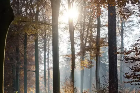 Vor allem am Wochenende kann sich die Sonne verstärkt gegen das triste Grau durchsetzen.