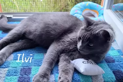 Die Tiernotinsel kümmert sich um herrenlose Katzen. 