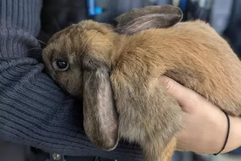 Das Kaninchen ist nicht verletzt.