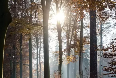 Besonders gegen Ende Februar kann sich die Sonne voraussichtlich öfter durchsetzen. 
