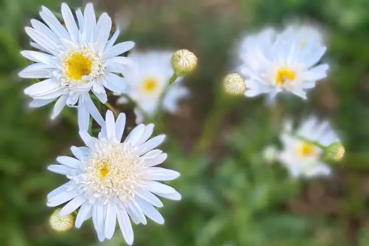 Ber&uuml;hmt durch das Blumen-Orakel &bdquo;Er (oder sie) liebt mich, er (oder sie) liebt mich nicht&ldquo;: die Margerite. In der Blumensprache 
