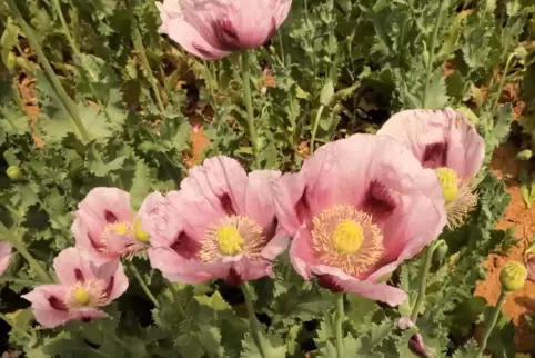 Um Schlafmohn – hier eine blühende Pflanze im Sommer – geht’s: Mit 50 Kilogramm Kapseln im Gepäck wurden die beiden Angeklagten 