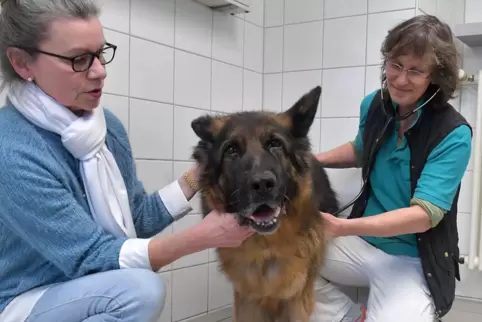 Tierärztin Regina Rühl untersucht den achteinhalb Jahre alten Schäferhund Pharao. Bei der Untersuchung mit dabei: Pharaos Frauch