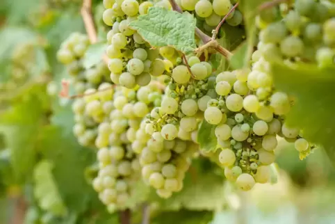 Rieslingtrauben. 