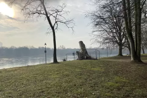 Steht seit über 170 Jahren an dieser Stelle: die Schwarzpappel auf der Parkinsel. 