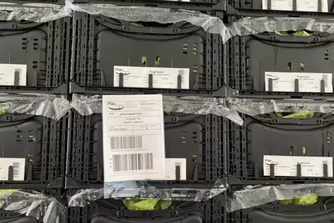 200.000 Obstkisten könnten nach Schätzungen der Ermittler von der Bande gestohlen worden sein.