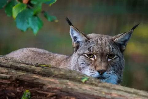 2016 startete die Wiederansiedlung von Luchsen im Pfälzerwald, der bis ins 18. Jahrhundert Lebensraum der Großkatzen war. 