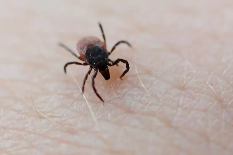 Zecken k&ouml;nnen FMSE und Borreliose &uuml;bertragen. 