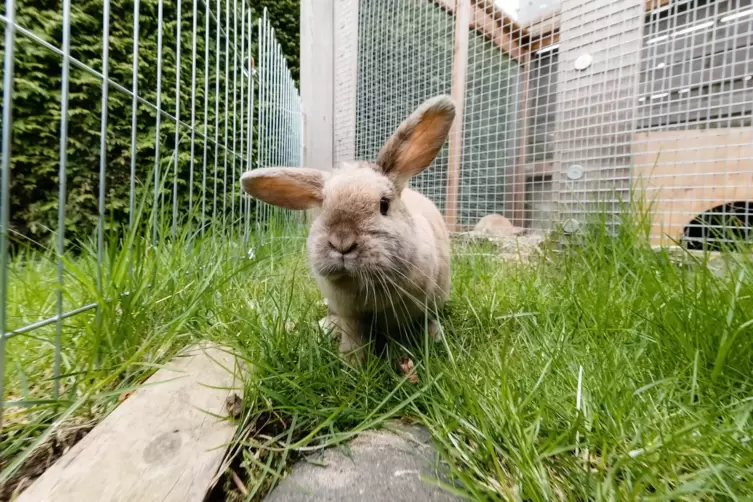 Auch f&uuml;r Kaninchen gibt es t&ouml;dliche Krankheiten, die von Wildtieren &uuml;bertragen werden.
