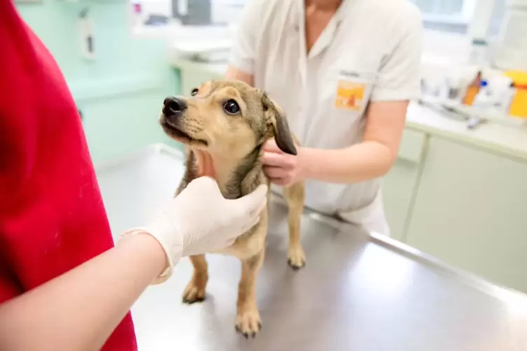 Die Aujeszkysche Krankheit ist h&ouml;chst gef&auml;hrlich f&uuml;r Hunde.