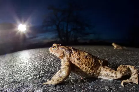 Amphibien beginnen in diesen Tagen zu wandern. 