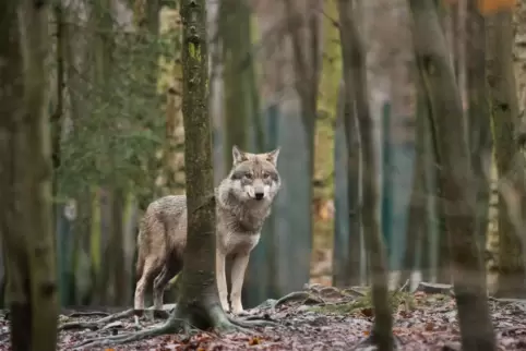 Rheinland-Pfalz will den Wolf ins Jagdrecht aufnehmen. 