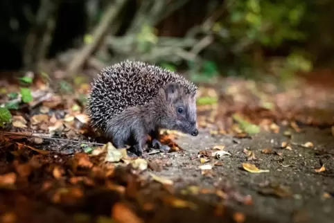 Lebt auch im Winter gefährlich: der heimische Braunbrustigel. 