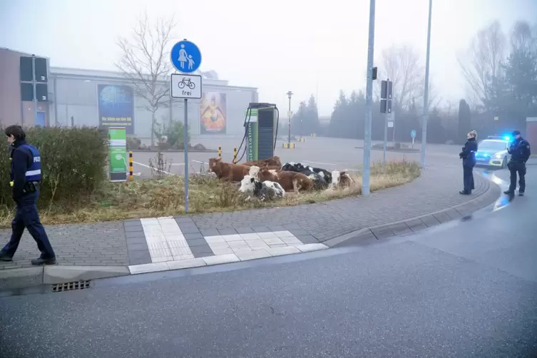 Bis der Besitzer die Tiere wieder abholte, wurden diese von f&uuml;nf Polizisten bewacht. 