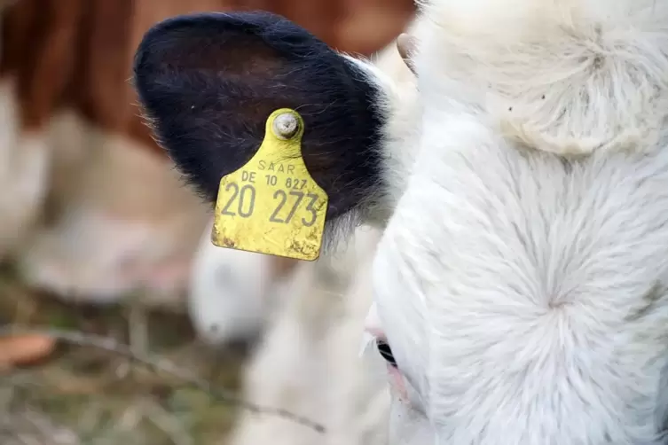 Die Ohrmarken weisen die gefl&uuml;chteten Bullen eindeutig als Saarl&auml;nder aus.