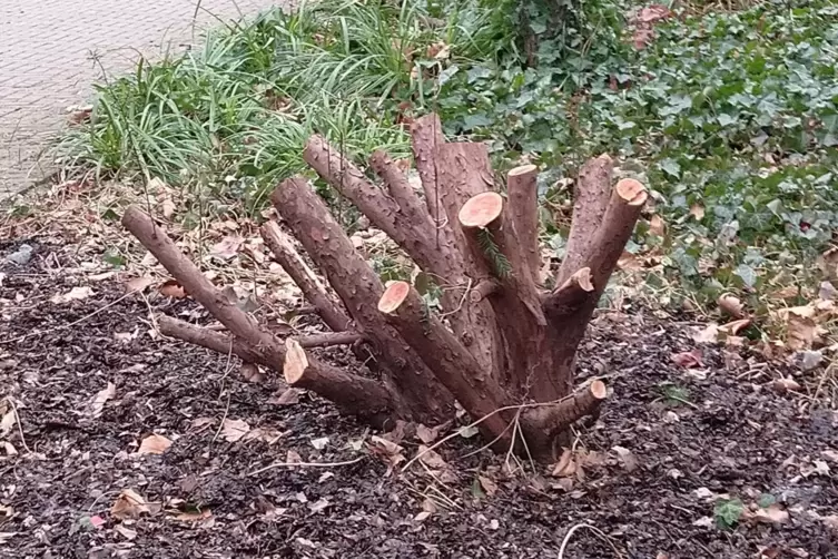 Ein Bild und seine Geschichte: Warum eine Eibe im Ebertpark fast  verschwunden ist - Ludwigshafen - DIE RHEINPFALZ