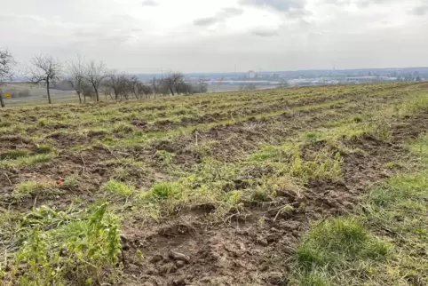 Flurbereinigung im Weinberg: In Nußdorf wurden alte Reben bereits entfernt.