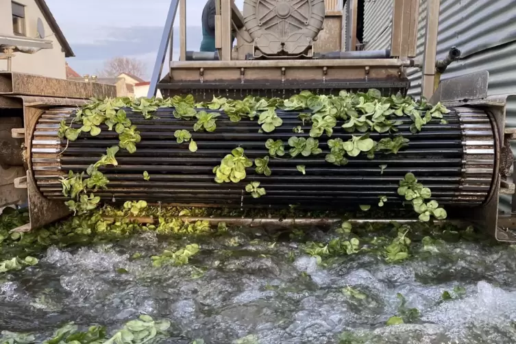 Der Salat durchl&auml;uft mehrere Waschg&auml;nge.