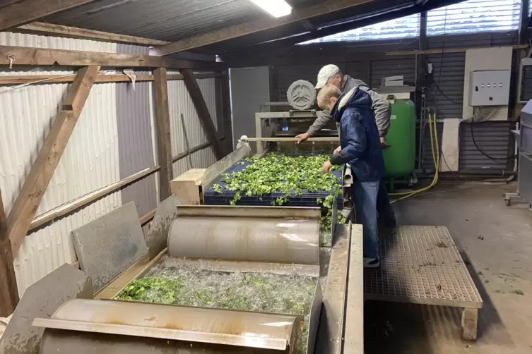 Gelbe oder angefaulte Bl&auml;tter werden aussortiert, w&auml;hrend der Salat &uuml;ber das F&ouml;rderband transportiert wird.