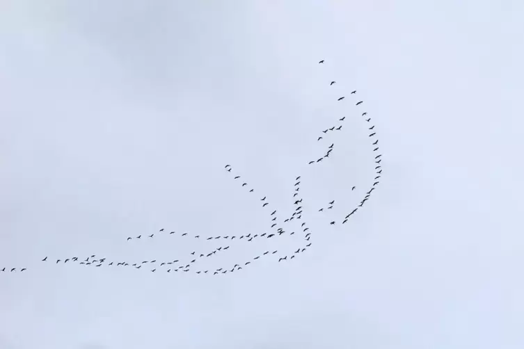 Vogelschwarm &uuml;ber Morlautern. 