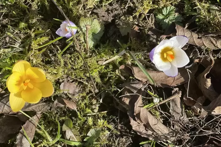 In den G&auml;rten wird es Fr&uuml;hling. 