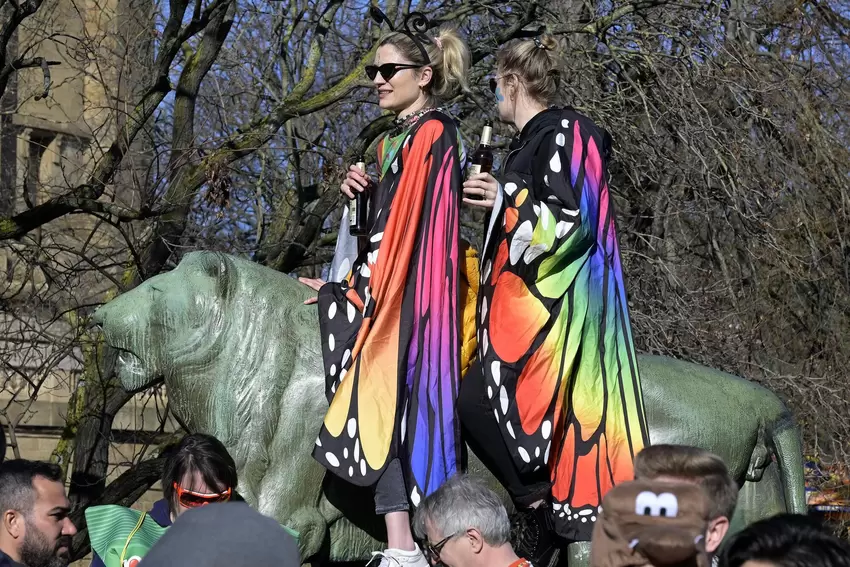 Schmetterling auf Löwe: die Zuschauer mit der womöglich besten Aussicht.