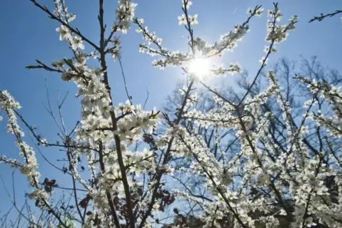 Der Frühling ist im Anmarsch: Die Sonne kann sich im März öfter durchsetzen. 