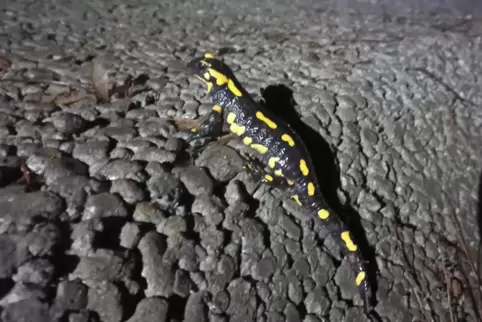 Amphibien wie dieser Feuersalamander überqueren die K16 bei passenden Witterungsbedingungen in Massen und verweilen zeitweise au