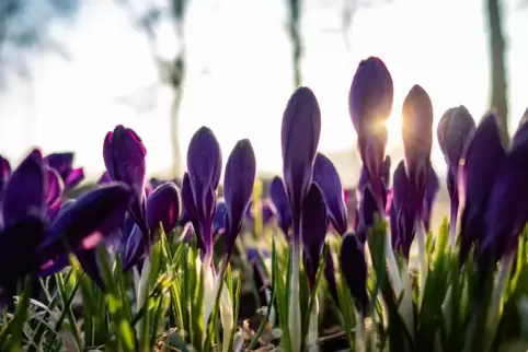 Die nächsten Tage bleibt das Wetter frühlingshaft und sonnig. 