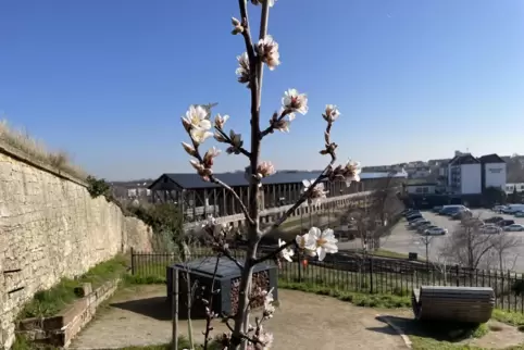Auf der Mandelterrasse blüht eine Dürkheimer Krachmandel. 