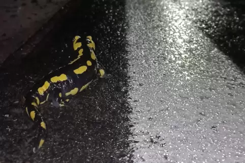 Ein Salamander auf der K16. 