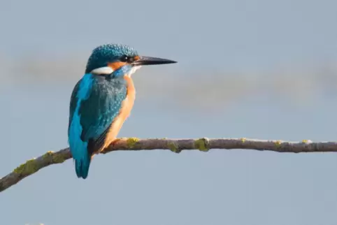 Der Anblick eines Eisvogels ist in der Pfalz zwar nicht sehr selten, aber trotzdem etwas Besonderes. Am Silbersee in Bobenheim-R