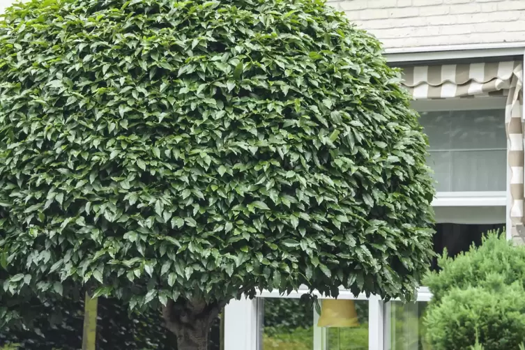 Neue Erkenntnisse zur Lorbeer-Kirsche - Im Garten - DIE RHEINPFALZ