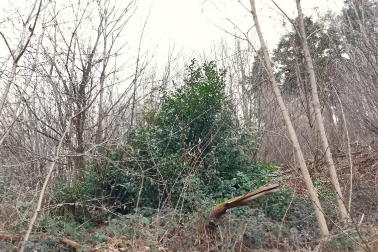 Wild wachsend wie hier im Wald bei Rhodt will man das Geh&ouml;lz nicht haben. 