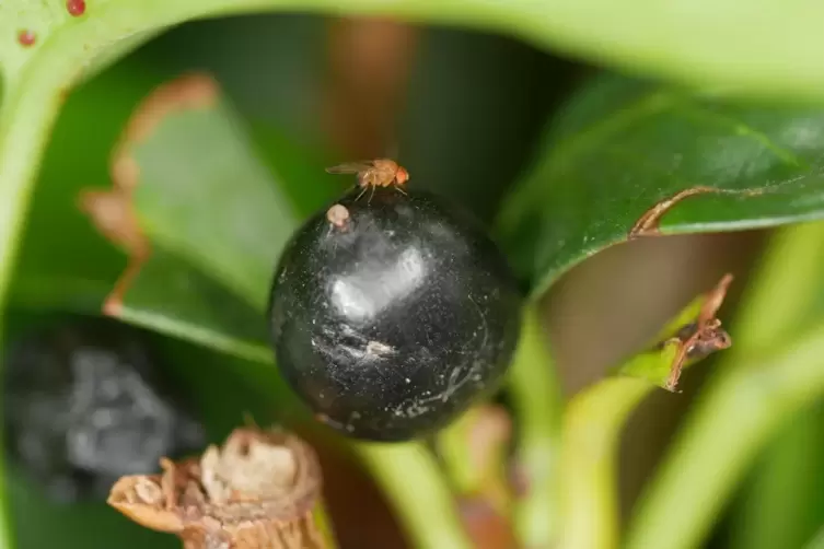 Die Kirschessigfliege macht sich auch &uuml;ber die Fr&uuml;chte der Lorbeer-Kirsche her. 