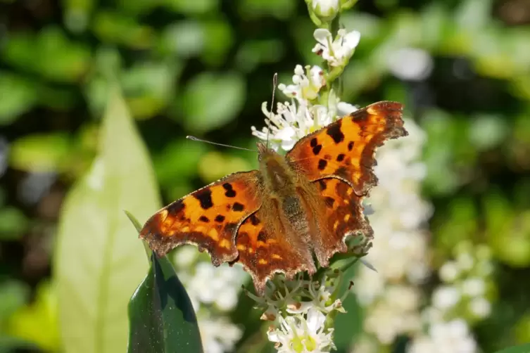 Positiv: Die Bl&uuml;ten ziehen Schmetterlinge wie C-Falter an. 
