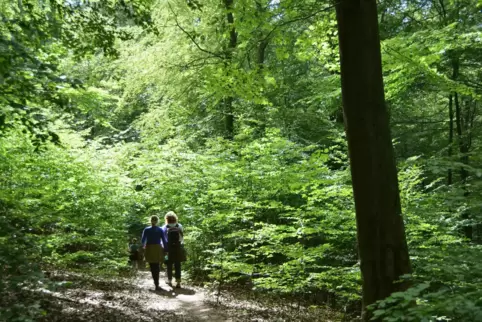 Rheinland-Pfalz liegt beim Waldanteil an der Gesamtfläche auf Platz 1, knapp vor Hessen, deutlicher vor dem Saarland und Baden-W