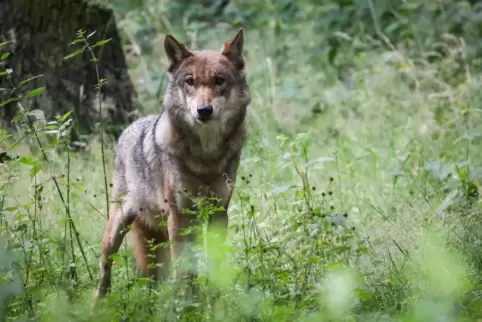 Rund 1600 Wölfe sind in Deutschland nachgewiesen. 
