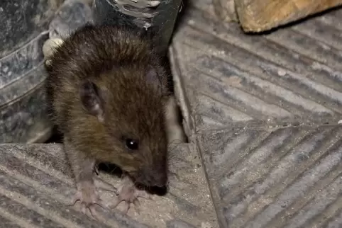 Eine Ratte kriecht aus einem Abflussschacht. 