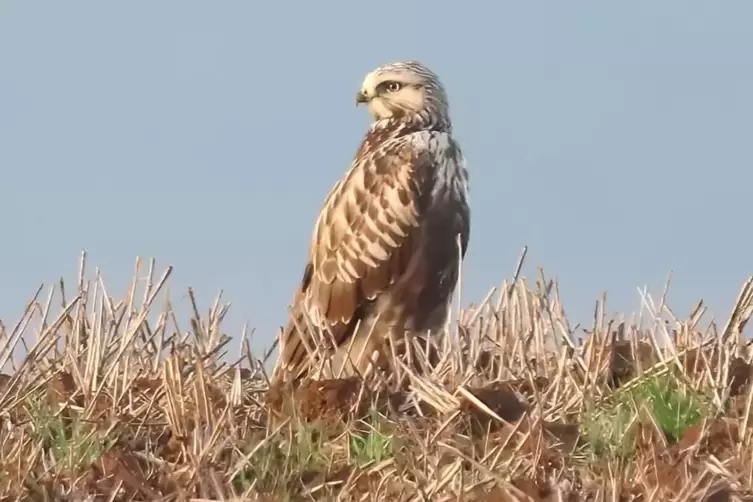 Diesen jungen Raufu&szlig;bussard bekam Julian Debus vor die Linse.