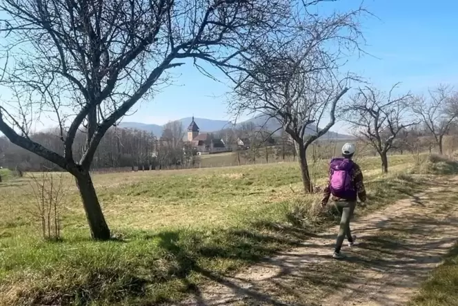 Noch lässt die Mandelblüte beim Geilweilerhof auf sich warten. Doch auch ohne rosa Blütentraum ist es eine schöne Runde bei Fran Noch lässt die Mandelblüte beim Geilweilerhof auf sich warten. Doch auch ohne rosa Blütentraum ist es eine schöne Runde bei Fran