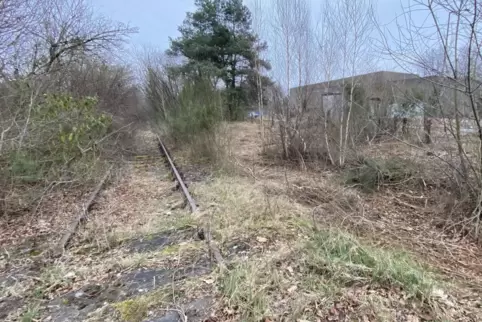 In Höhe des Beeder Kraftwerks der Pfalzwerke sind die alten Gleise im Gestrüpp kaum noch auszumachen. 