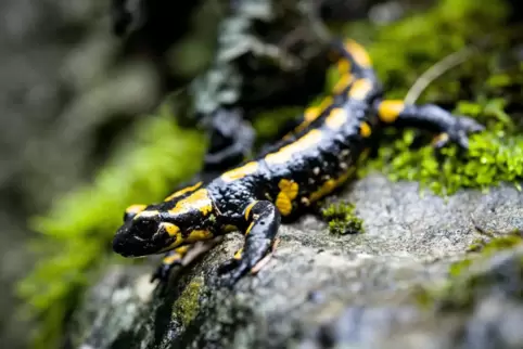 salamander