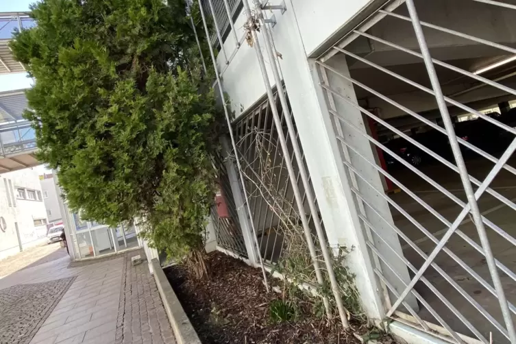 Die Initiatoren hoffen, dass die Pflanzen neu austreiben. 