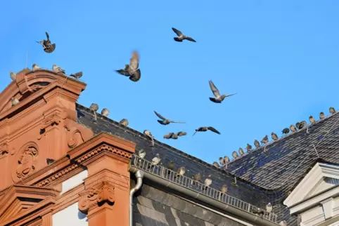 Tauben in der Innenstadt (hier auf der Alten Münz: werden von Einzelhändlern kritisch gesehen. Tauben in der Innenstadt (hier auf der Alten Münz: werden von Einzelhändlern kritisch gesehen.