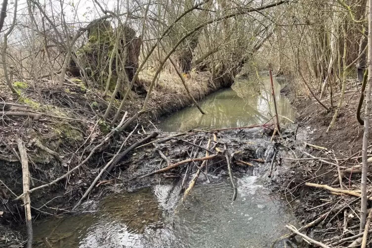 Der Biber hat im Maxdorfer Neugraben einen Damm gebaut. 