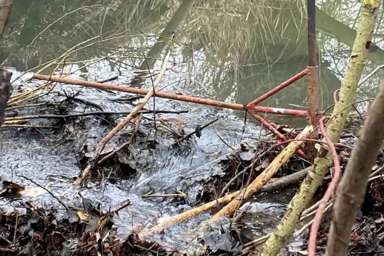 Biberdamm am Maxdorfer Neugraben: Bis zu der Stange darf der Damm abgeschliffen, also verkleinert werden. 