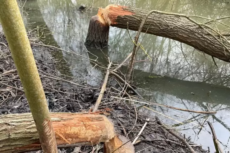 Spuren von Biberaktivit&auml;t: Wenn der Biber kr&auml;ftig zubei&szlig;t, bleibt kein Baum stehen.