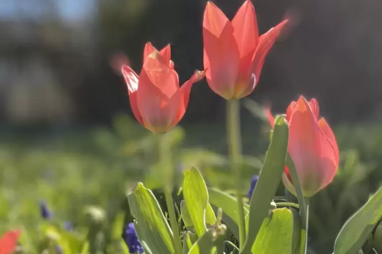 Tulpen sind der ganze Stolz von Jeannette Anthes. 