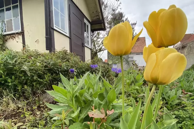 Tulpen in ihrer vollen Pracht. 